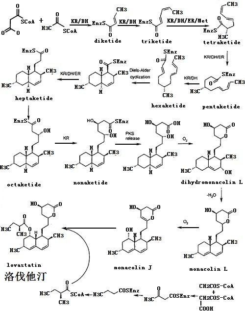 洛伐他汀生物合成途径